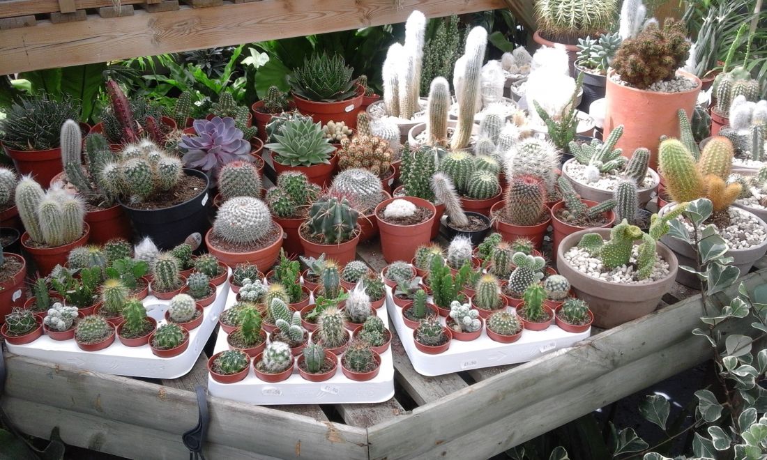 large-cacti-collection-newcastle-uk