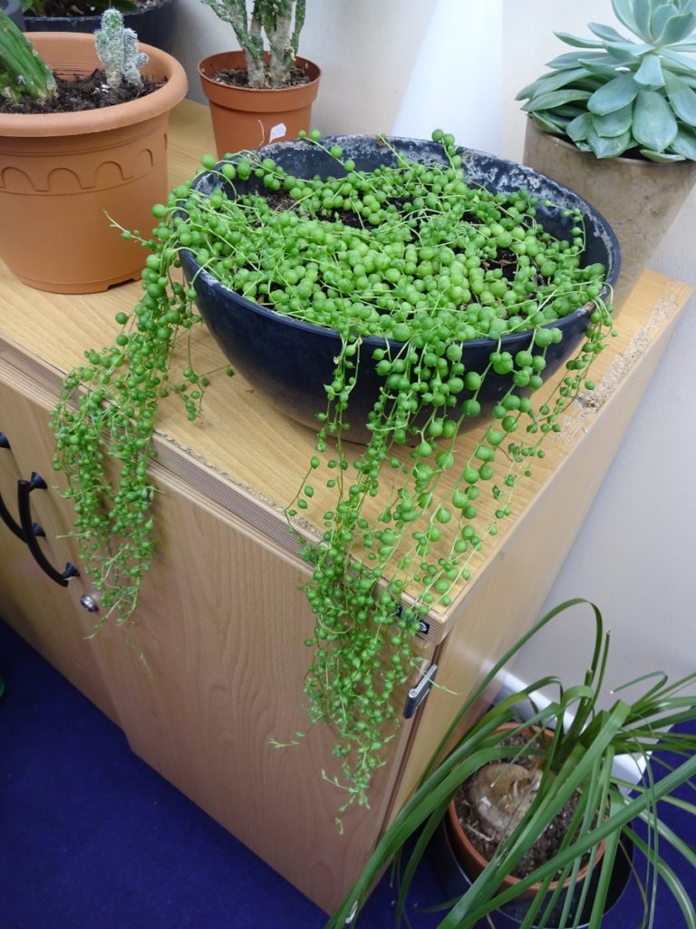 String-of-Pearls-plant-newcastle-uk