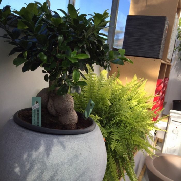 buy-bonsai-trees-newcastle-upon-tyne