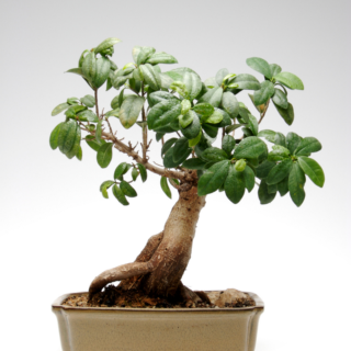 buy-bonsai-trees-newcastle-upon-tyne
