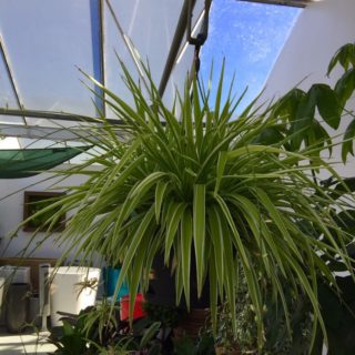 buy-spider-plant-newcastle-upon-tyne