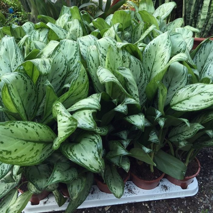 chinese-evergreen-plant-newcastle-upon-tyne
