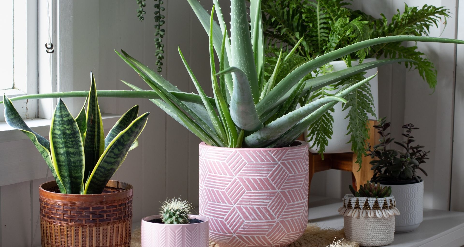 Leaf it at Home, House Plants Centre Newcastle Upon Tyne