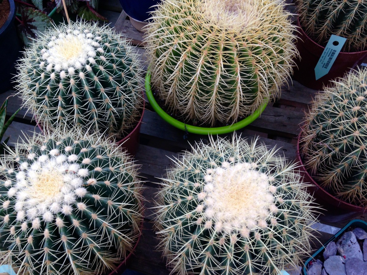 House Plants & Containers Leaf it at Home Newcastle upon Tyne UK