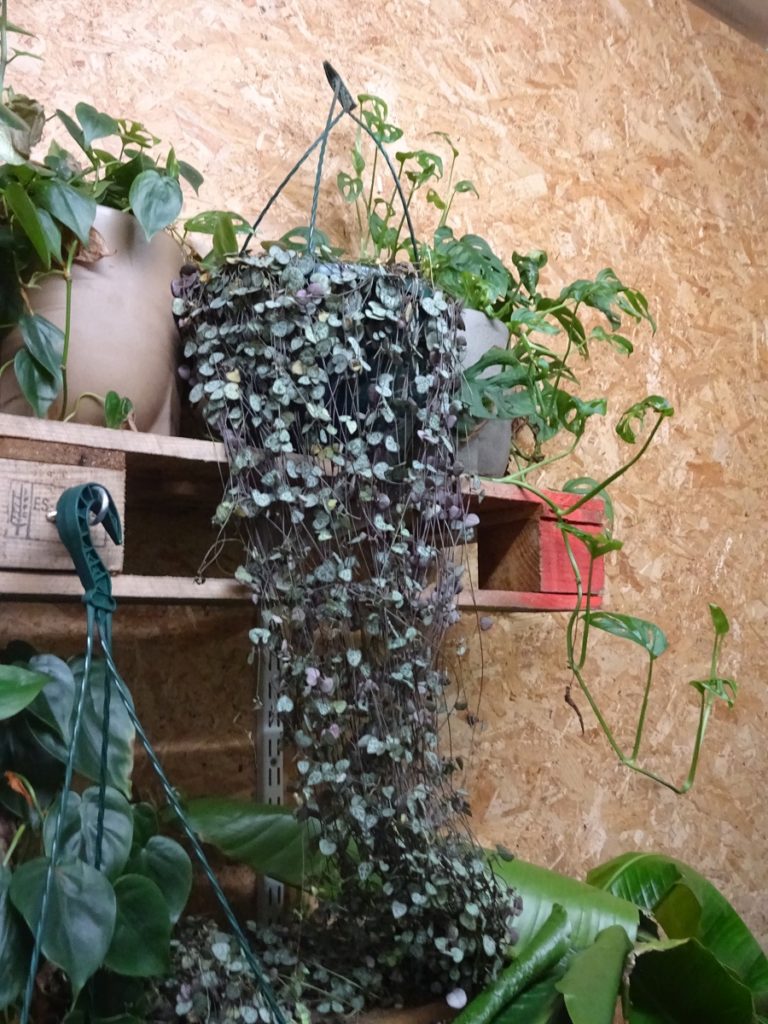 Ceropegia-Woodii-String-of-hearts-newcastle-uk