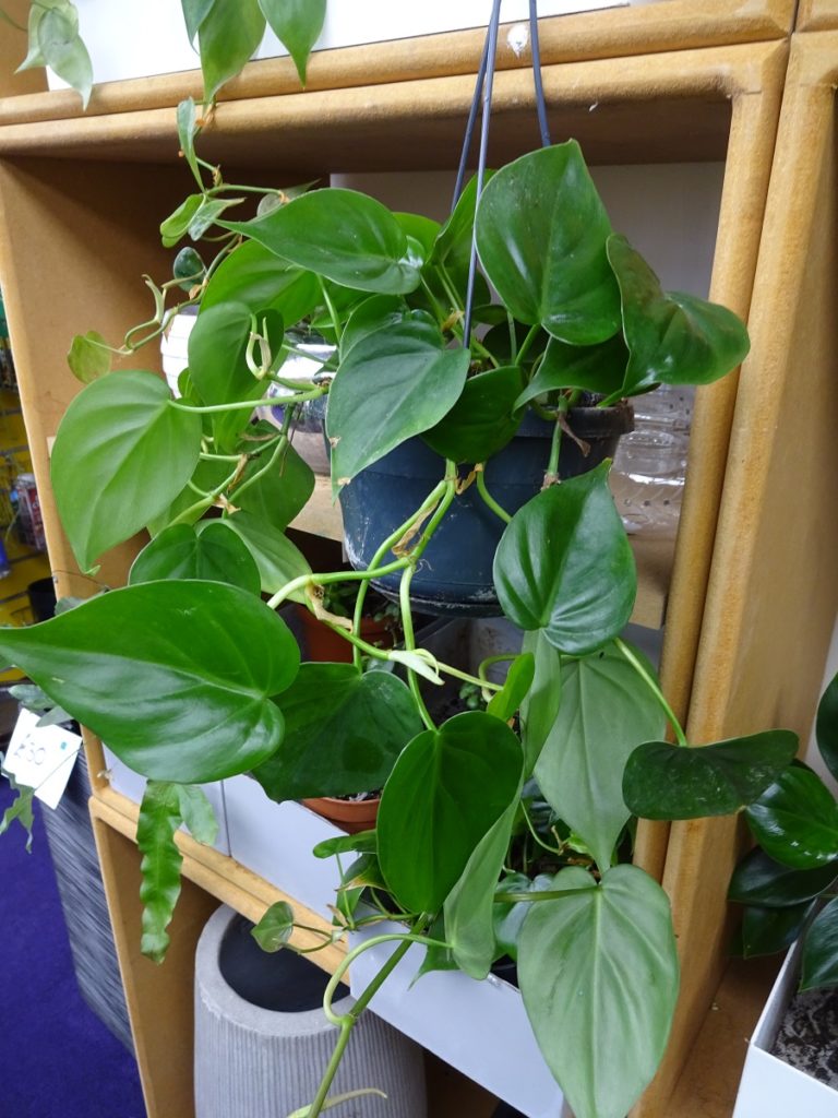Philodendron-hanging-plant-newcastle-upon-tyne