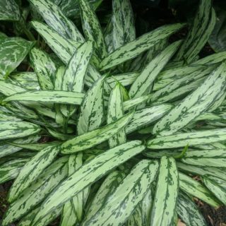 aglaonema-silver queen-plant-newcastle-uk