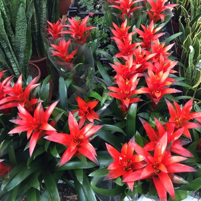 buy-guzmania-plants-newcastle