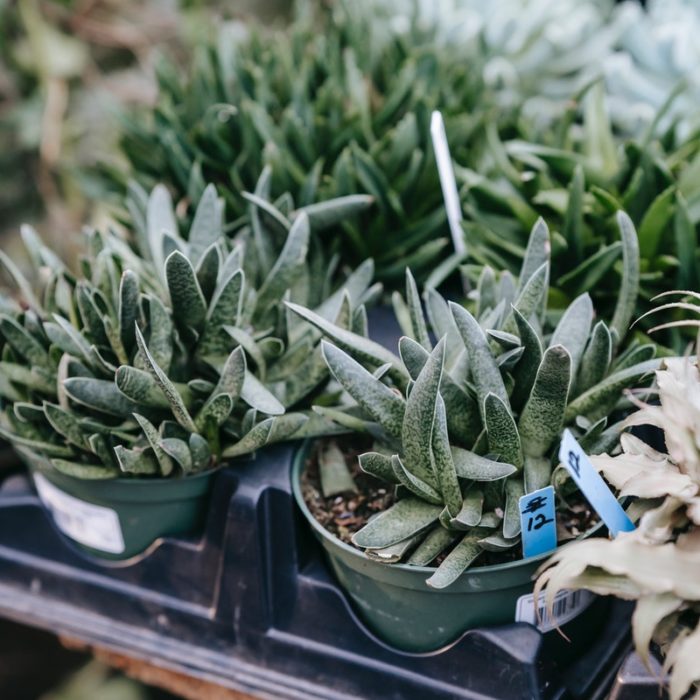 Haworthia