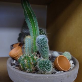 cactus-plants-for-sale-newcastle-upon-tyne-uk