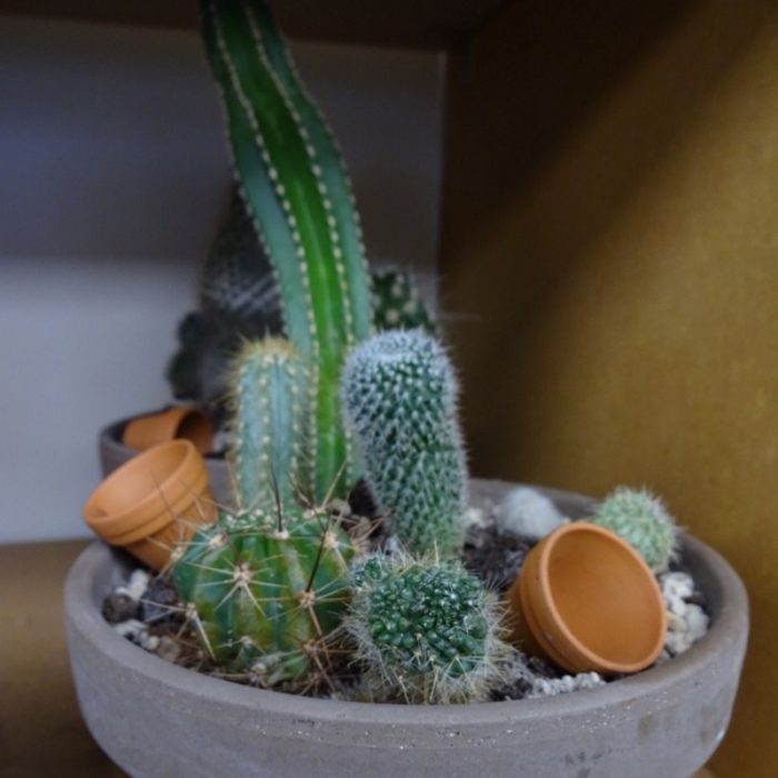 cactus-plants-for-sale-newcastle-upon-tyne-uk