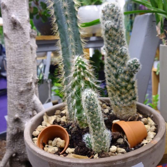 cactus-plants-newcastle-upon-tyne-uk