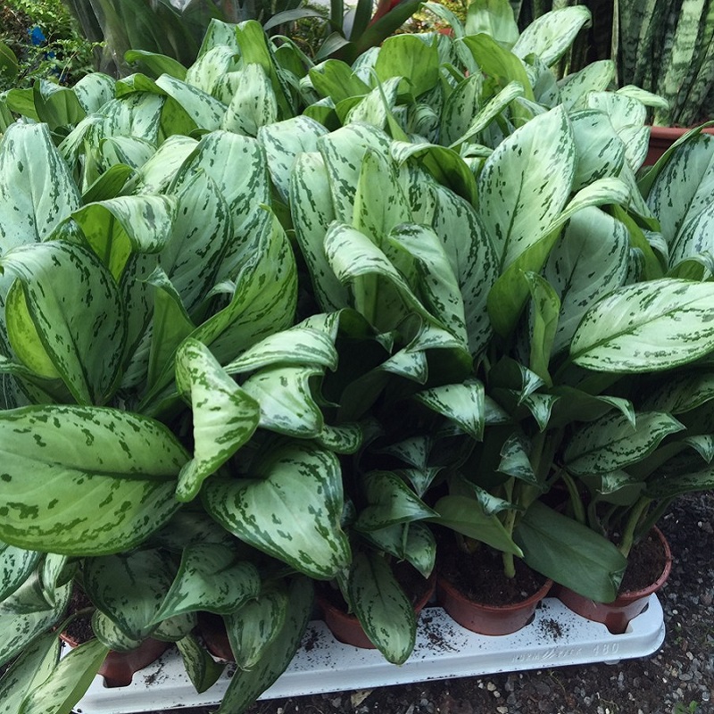 chinese-evergreen-plant-newcastle-upon-tyne