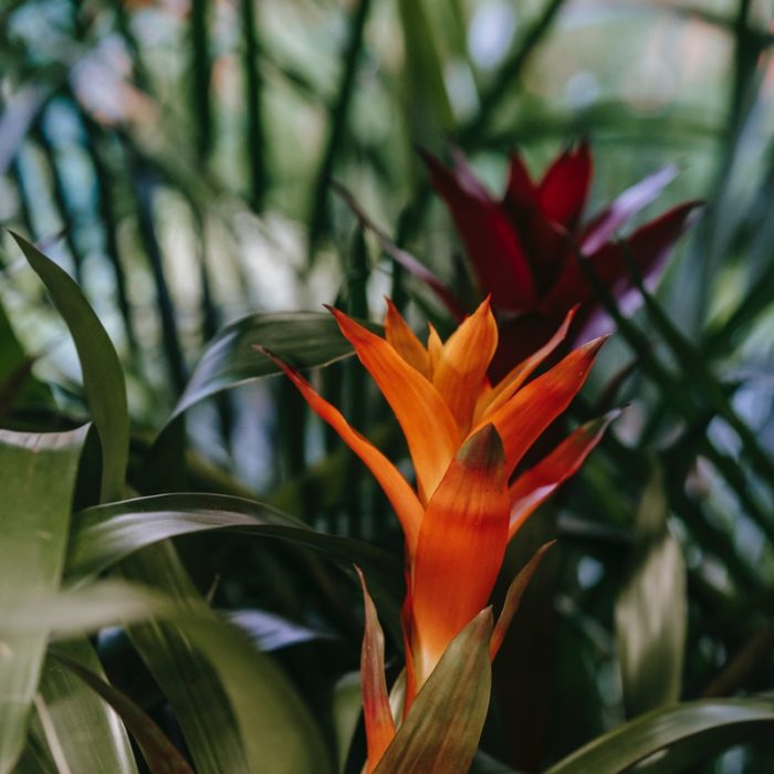 guzmania-plants-newcastle-uk