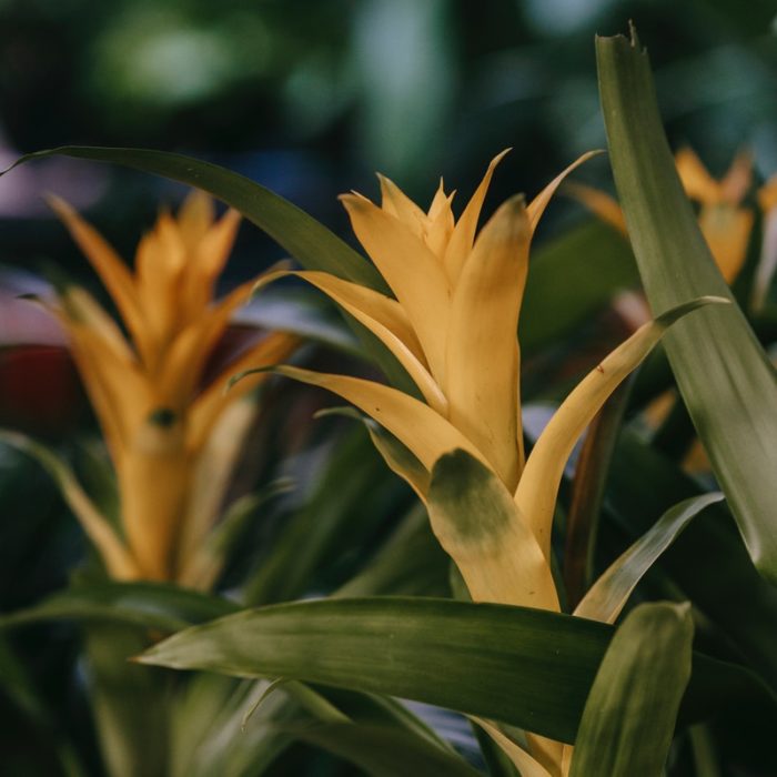 guzmania-plants-newcastle-upon-tyne