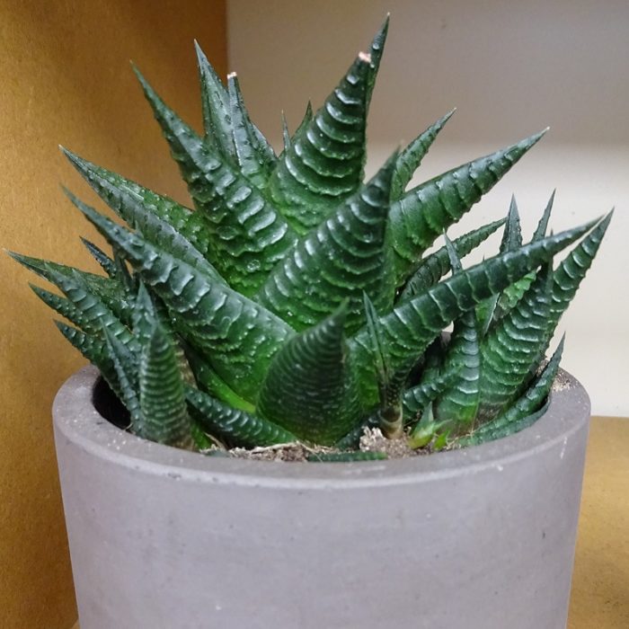 haworthia-plants-newcastle-upon-tyne