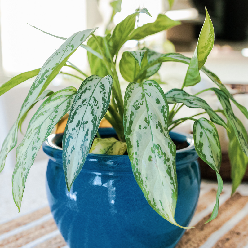 Indoor Plants Leaf it at Home Newcastle Upon Tyne