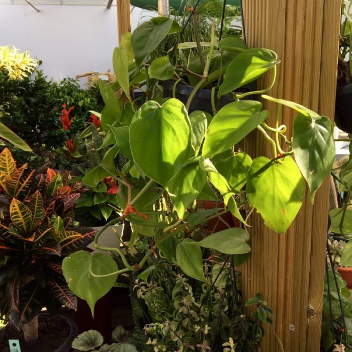 Philodendron Scandens (Hanging Plant) - Image 2