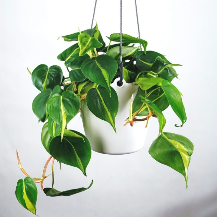 philodendron-scandens-hanging-plants-newcastle-upon-tyne